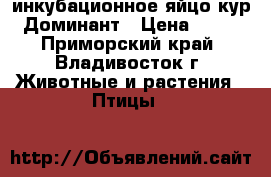 инкубационное яйцо кур Доминант › Цена ­ 60 - Приморский край, Владивосток г. Животные и растения » Птицы   